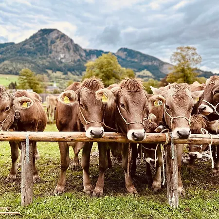 Lejlighed Wiesenblick Bad Hindelang